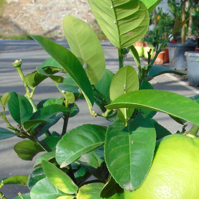 Grapefruit - Citrus × paradisi (Foliage)