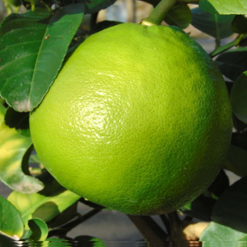 Grapefruit - Citrus × paradisi (Harvest)
