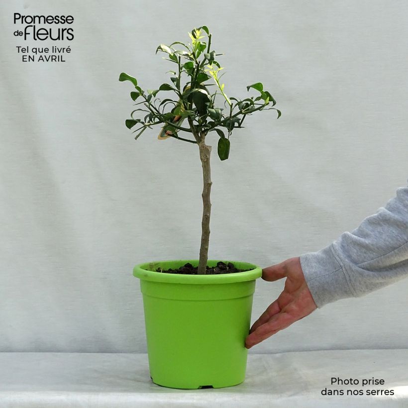 Exemplaar van Ichang papeda - Citrus ichangensis Pot van 3 l/4 l, Pol zoals geleverd in de lente