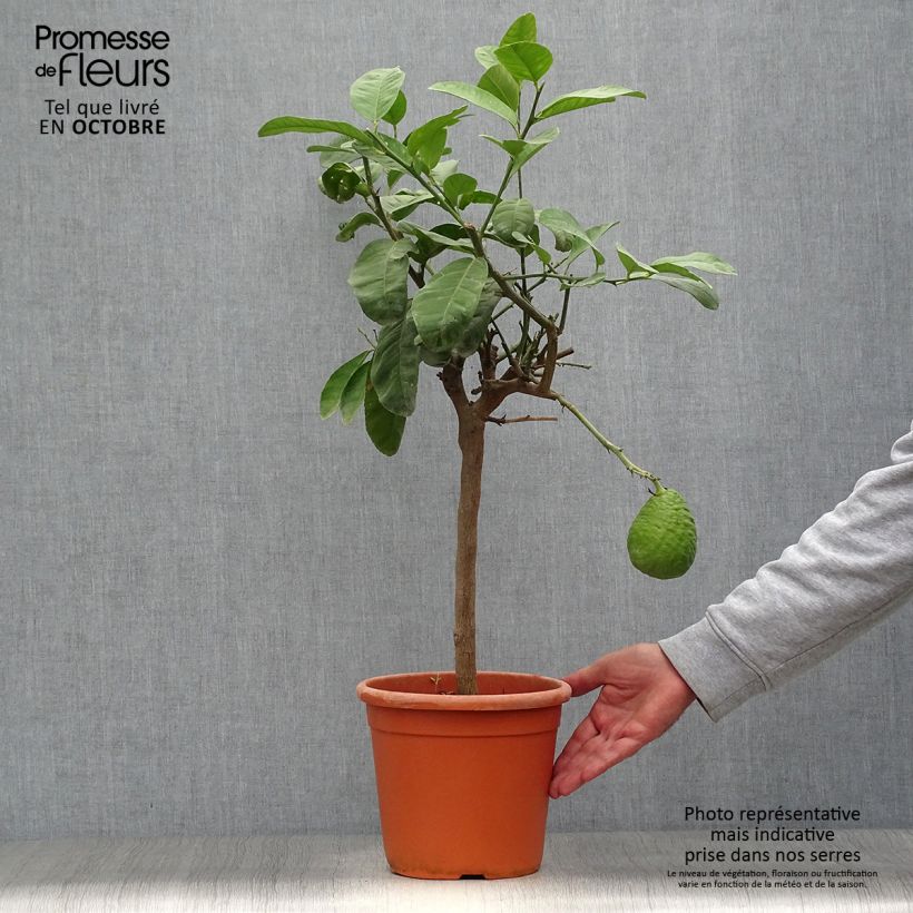 Exemplaar van Sukadecitroen - Citrus medica Maxima Pot van 4 l/5 l, Kwartstam zoals geleverd in de herfst