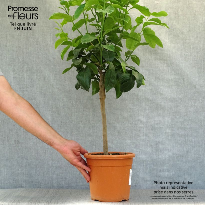 Exemplaar van Sukadecitroen - Citrus medica Maxima Pot van 4 l/5 l, Kwartstam zoals geleverd in de zomer