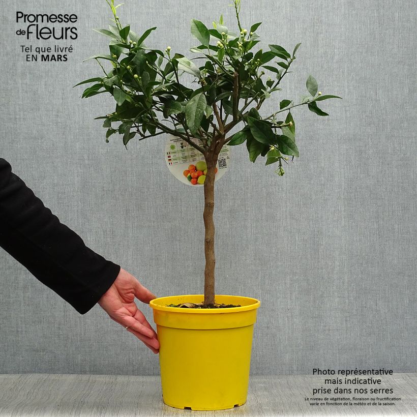 Example of Rode citroen - Citrus medica Pigmentata Pot van 4 l/5 l, Kwartstam as you get in printemps