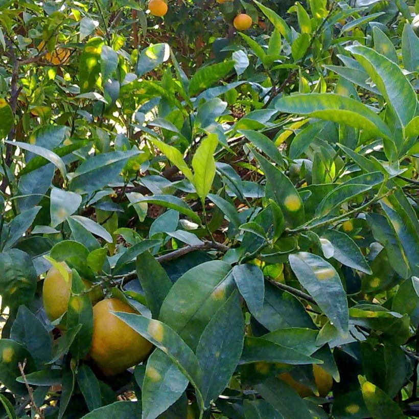 Satsuma mandarijn (Foliage)