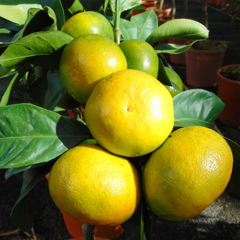 Satsuma mandarijn (Harvest)