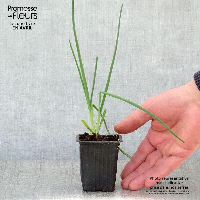 Exemplaar van Lente-ui St Jacques - Allium fistulosum Kweekpotje van 7/8 cm zoals geleverd in de lente