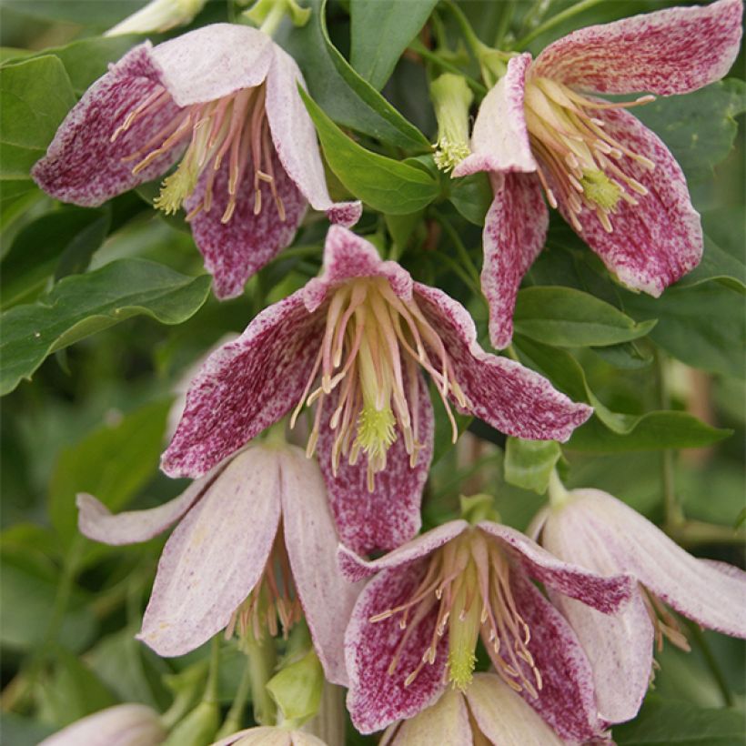 Clematis cirrhosa Advent Bells - Groenblijvende bosrank (Bloei)