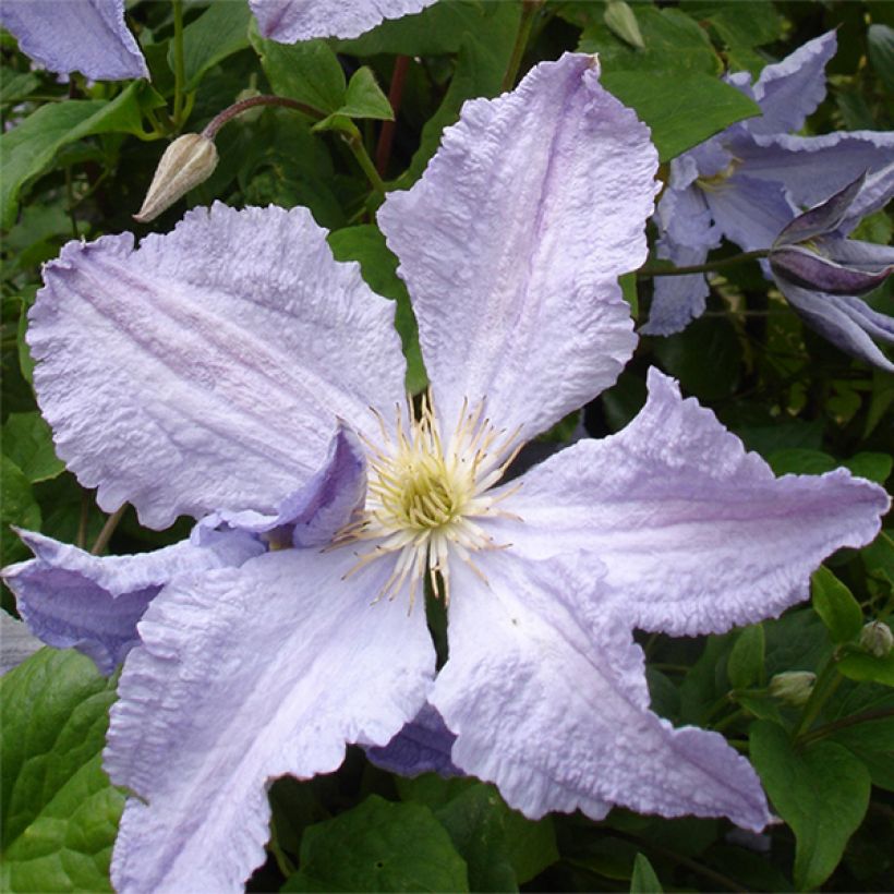 Clematis Blekitny aniol - Clematis (Bloei)