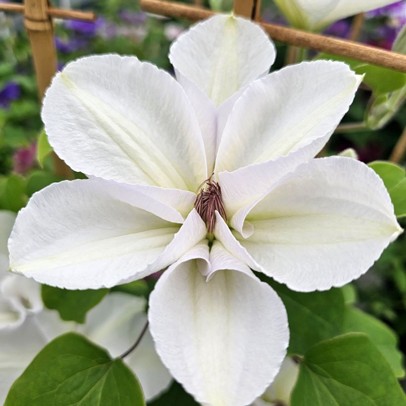 Clematis Guernsey Flute - Grootbloemige bosrank (Bloei)
