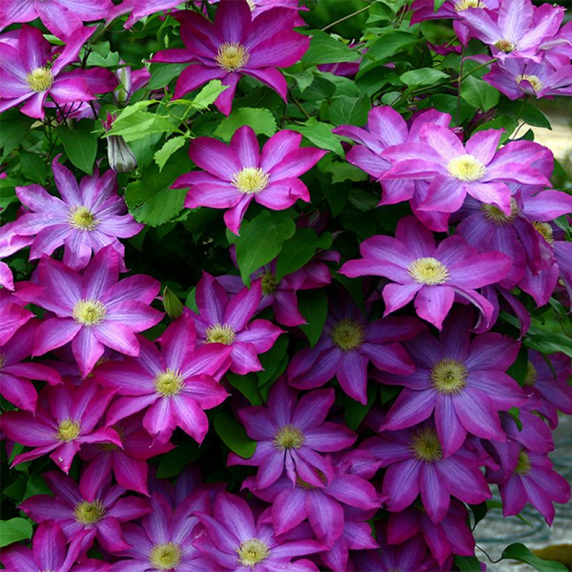 Clematis patens Kakio - Bosrank (Bloei)