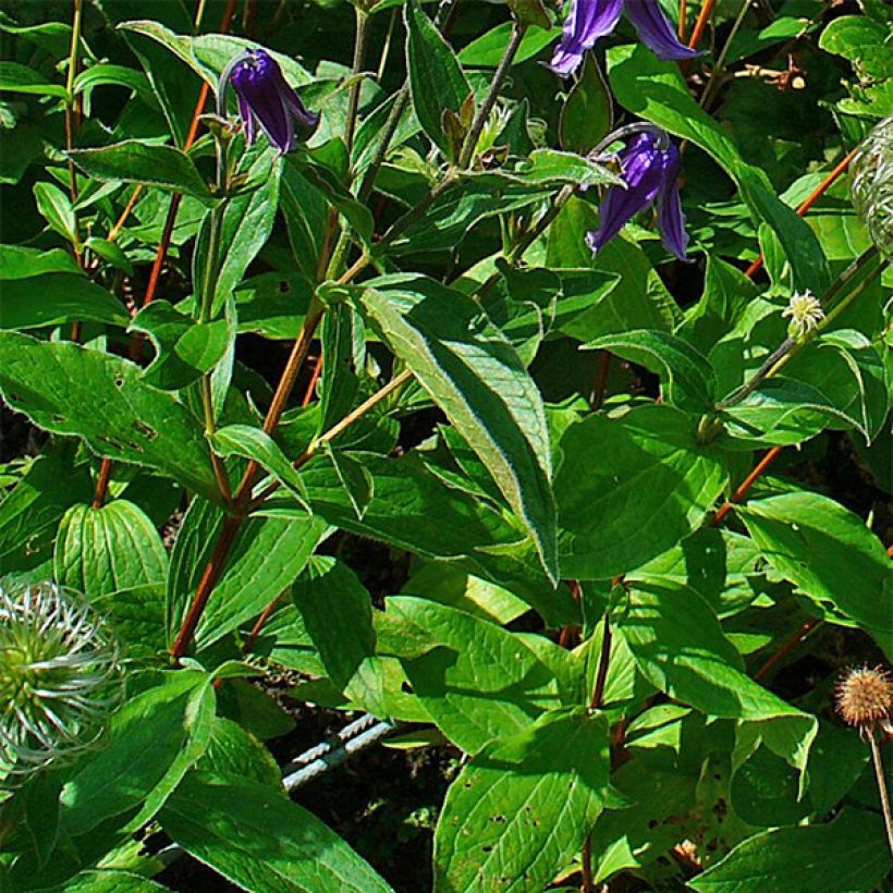 Clematis integrifolia - Struikclematis (Blad)