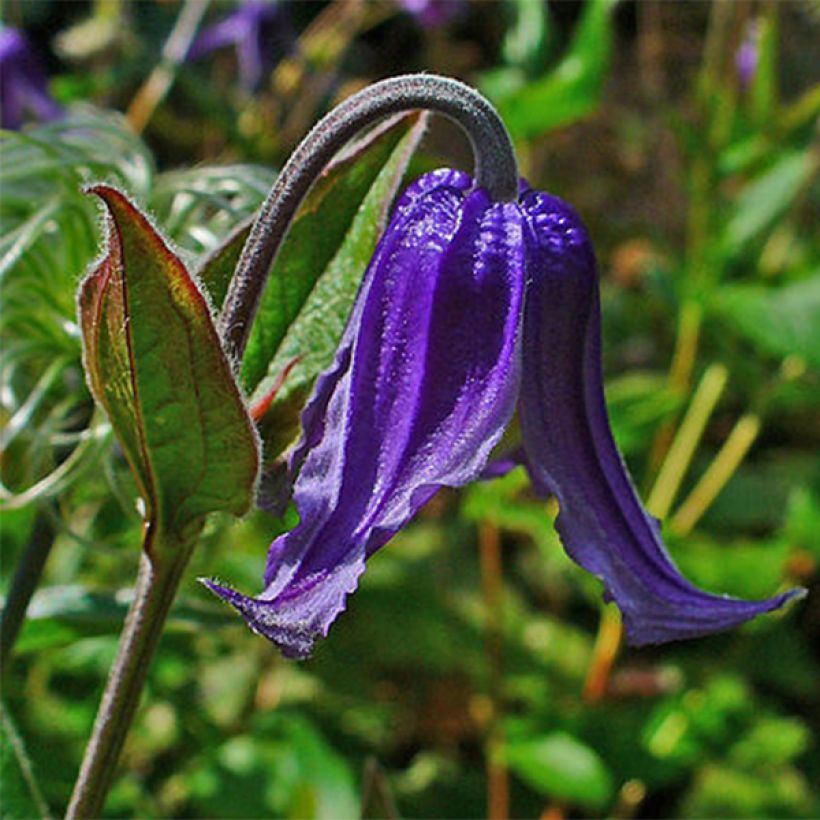 Clematis integrifolia - Struikclematis (Bloei)