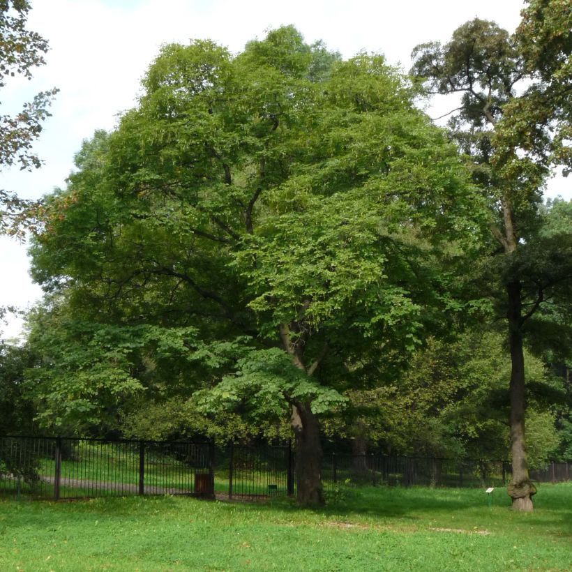 Cladrastis kentukea - Gele houtboom (Groeiplaats)