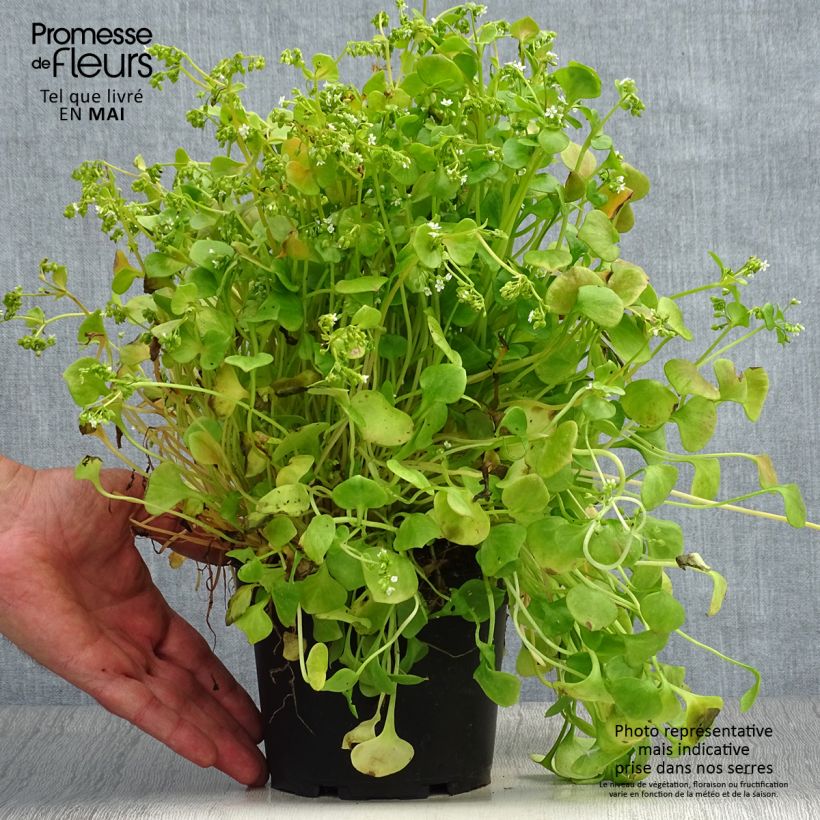 Exemplaar van Winterpostelein - Claytonia perfoliata Pot van 1,5 l/2 l zoals geleverd in de lente