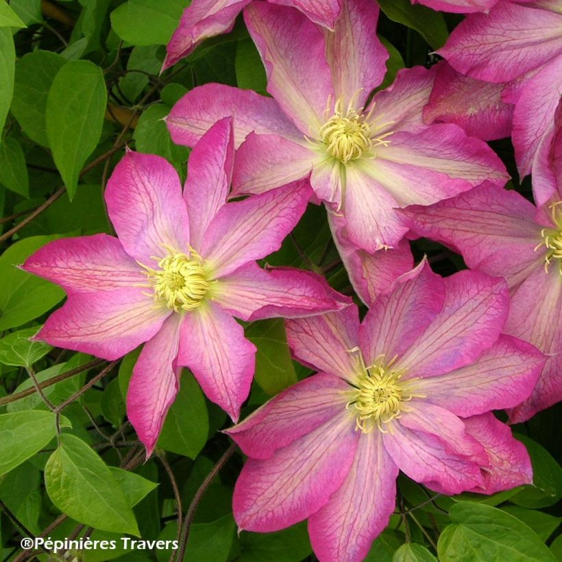 Clematis Asao - Grootbloemige clematis (Flowering)