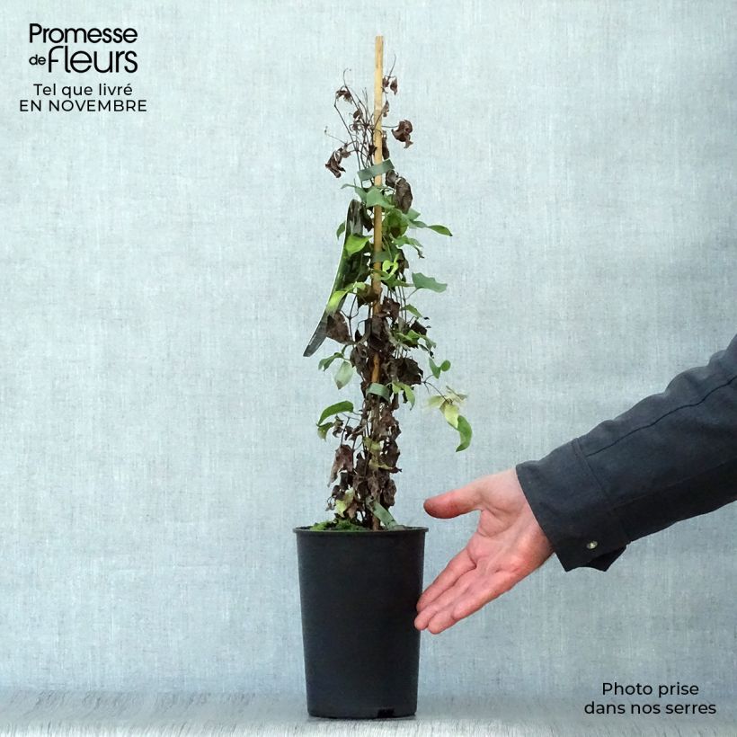 Exemplaar van Clematis integrifolia Baby Star - Struikclematis Pot van 2 l/3 l zoals geleverd in de herfst