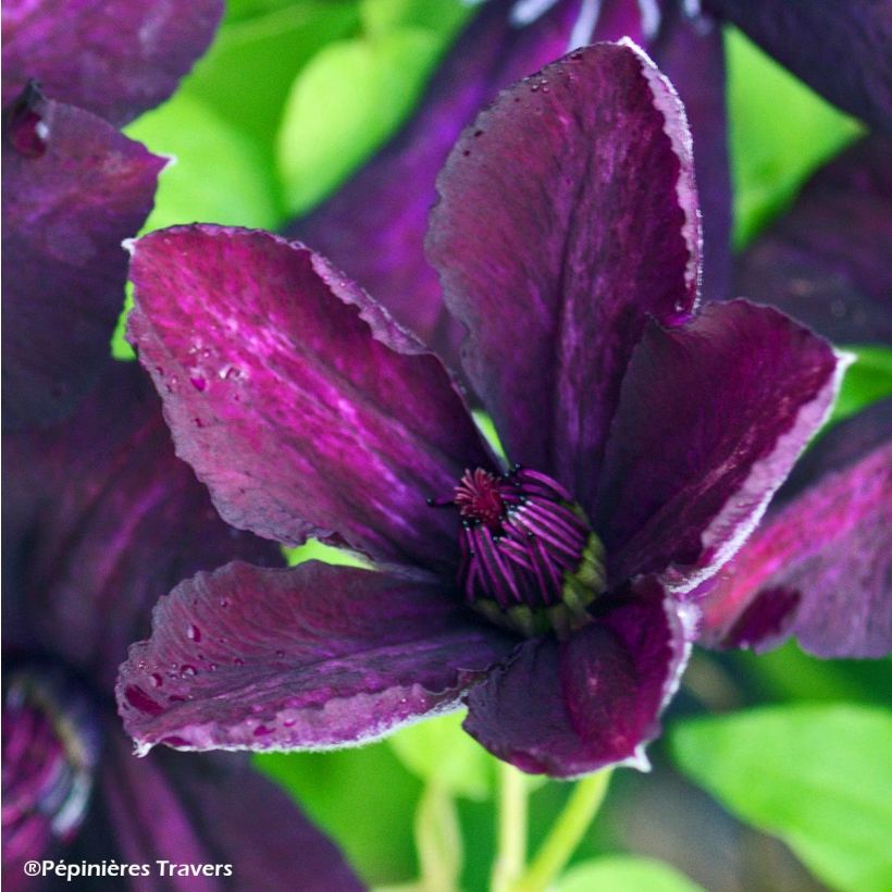 Clematis viticella Dark Eyes - Italianaanse clematis (Bloei)