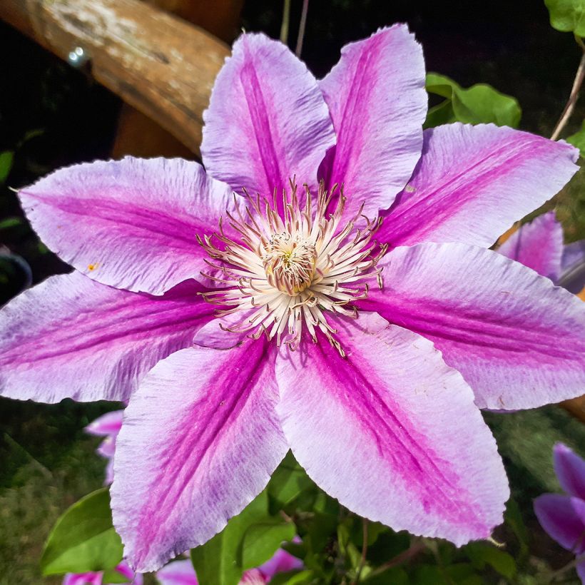Clematis patens Docteur Ruppel - Bosrank (Bloei)