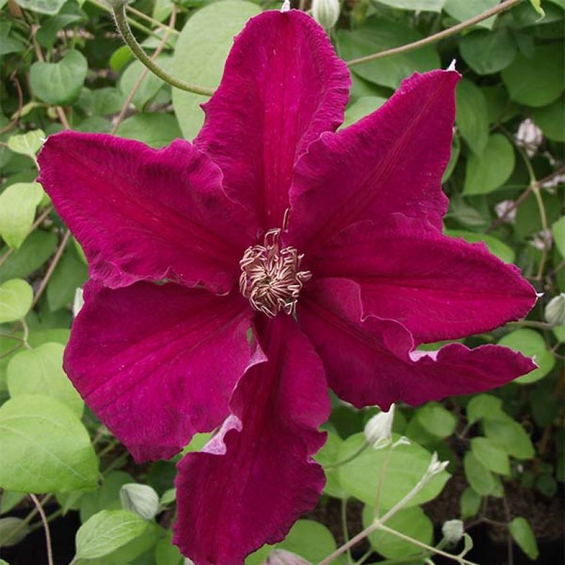 Clematis viticella Ernest Marckham - Italiaanse clematis (Bloei)