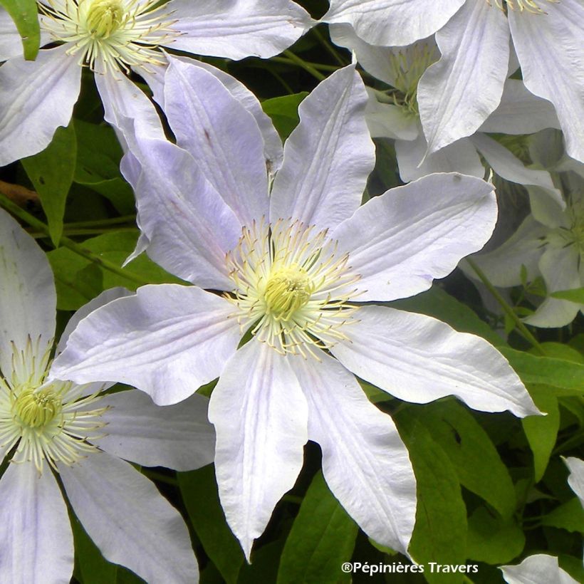 Clematis Etoile Nacrée - Grootbloemige clematis (Bloei)