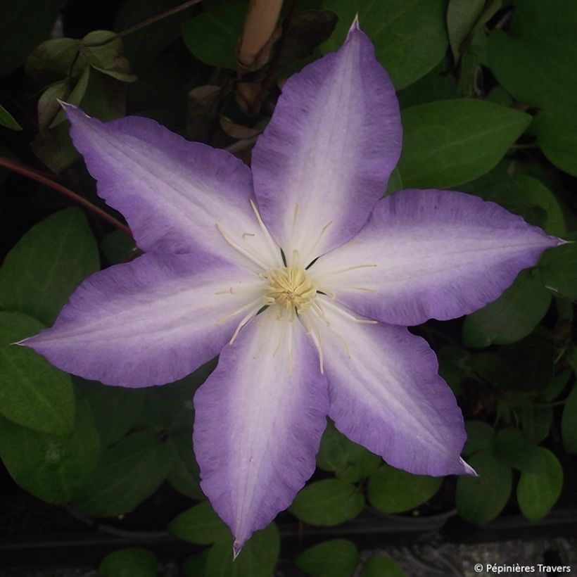 Clematis patens Ice Crystal - Bosrank (Bloei)