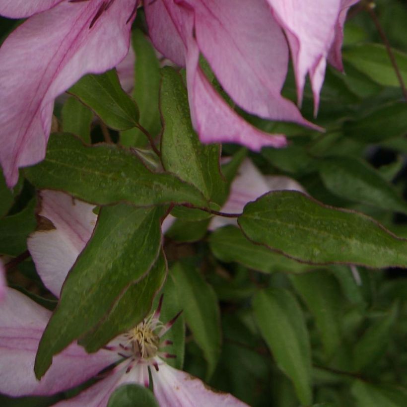 Clematis patens Isabella Zo12220 - Bosrank (Blad)