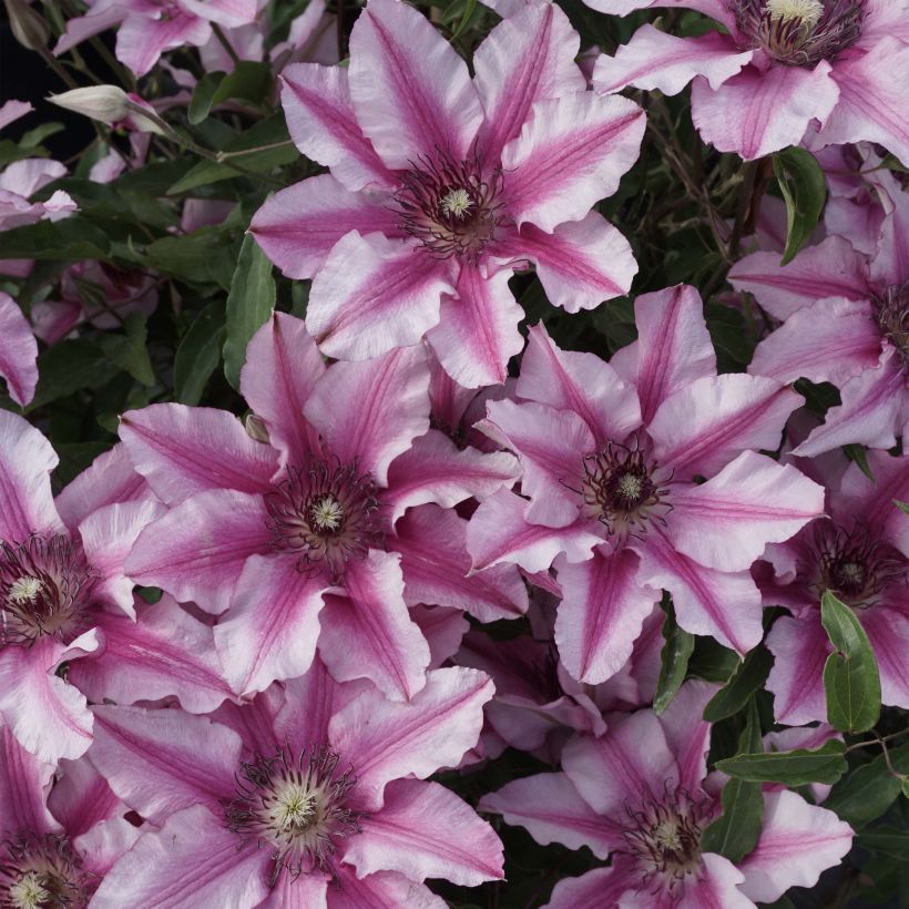 Clematis patens Isabella Zo12220 - Bosrank (Bloei)
