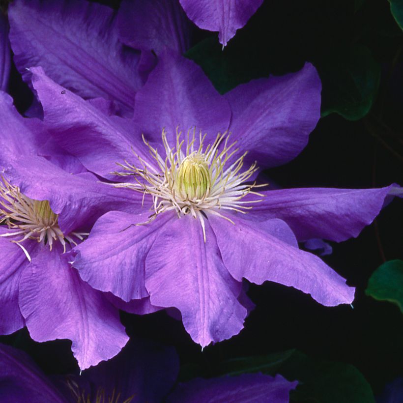 Clematis patens Lasurstern - Bosrank (Bloei)
