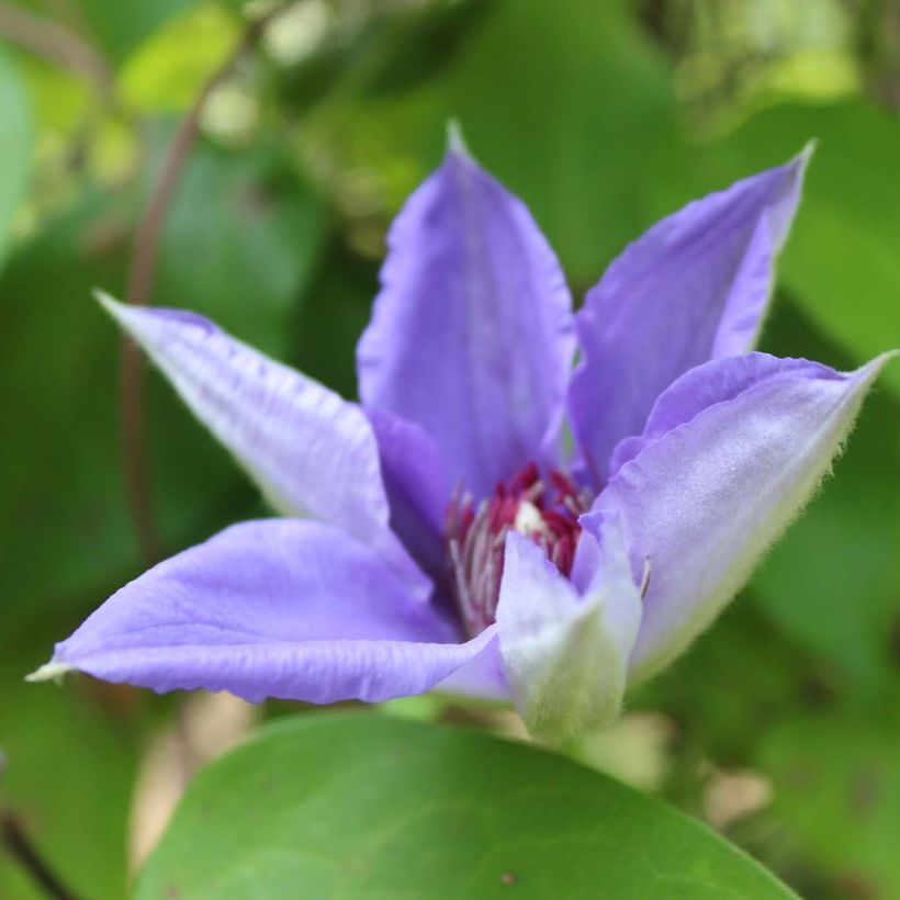 Clematis Lawsoniana - Bosrank (Bloei)