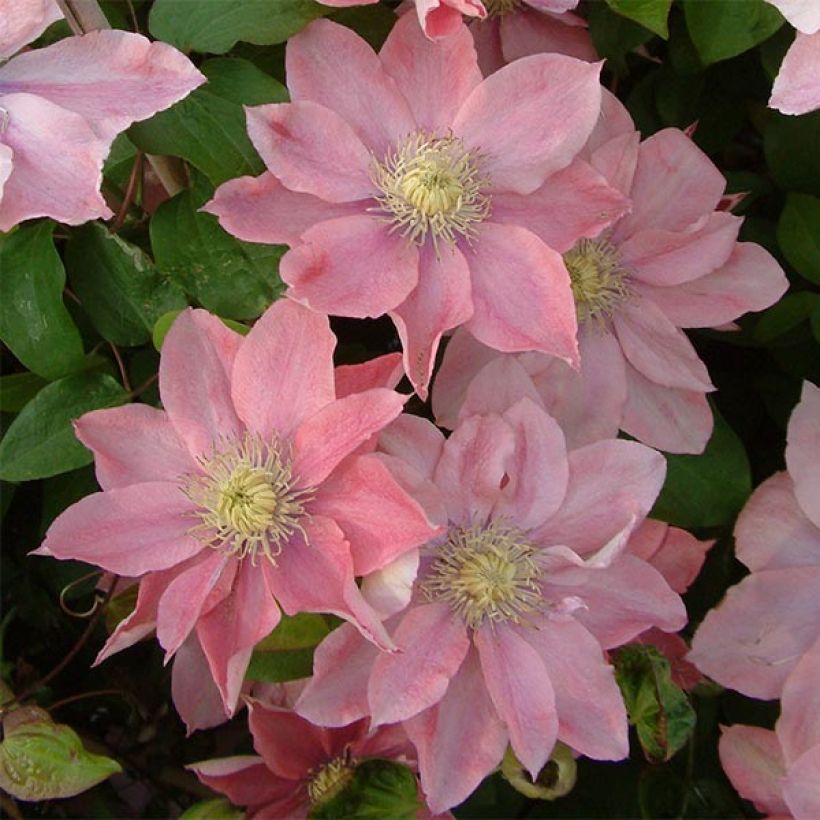 Clematis patens Little Mermaid - Bosrank (Flowering)