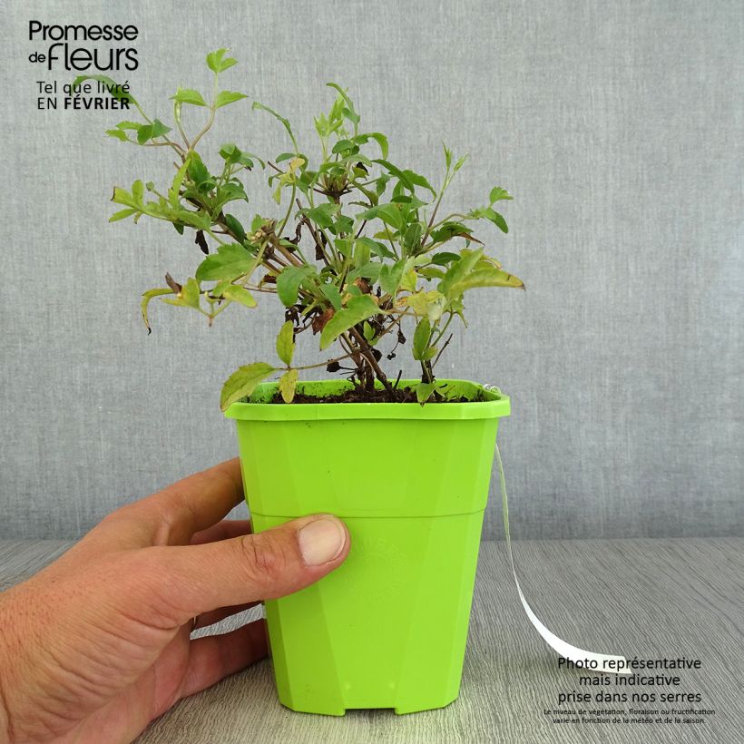 Exemplaar van Clematis tangutica Little Lemons - Gouden bosrank Pot van 1 l/1,5 l zoals geleverd in de herfst