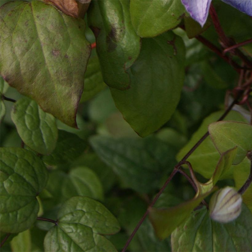 Clematis jackmanii Lucky Charm - Bosrank (Foliage)