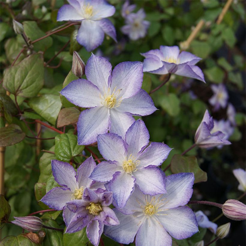 Clematis jackmanii Lucky Charm - Bosrank (Plant habit)