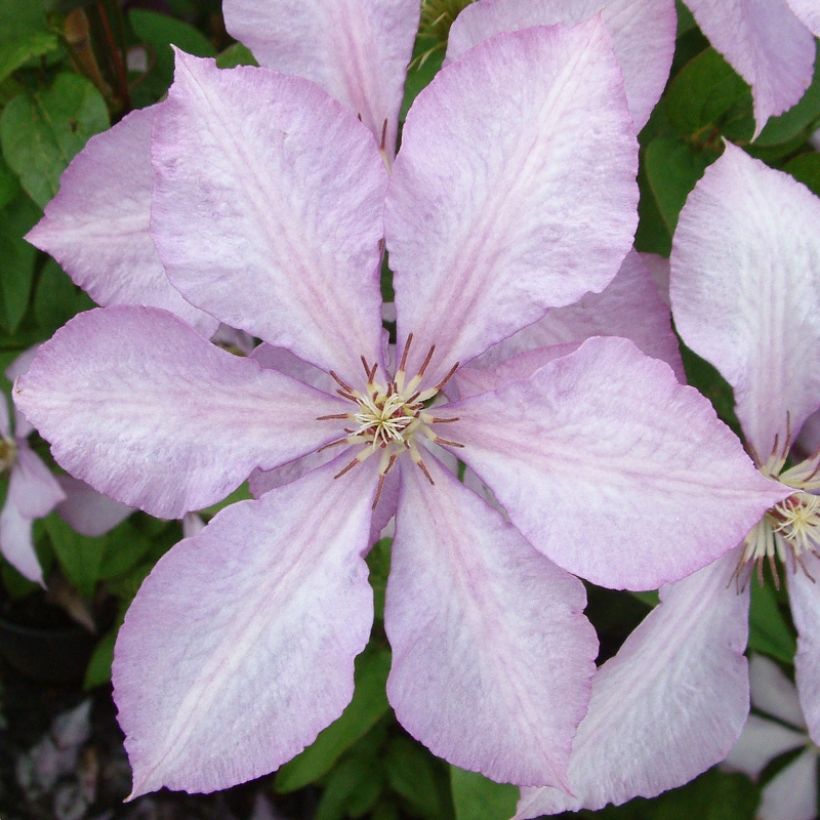Clematis patens Margaret Hunt- Bosrank (Bloei)
