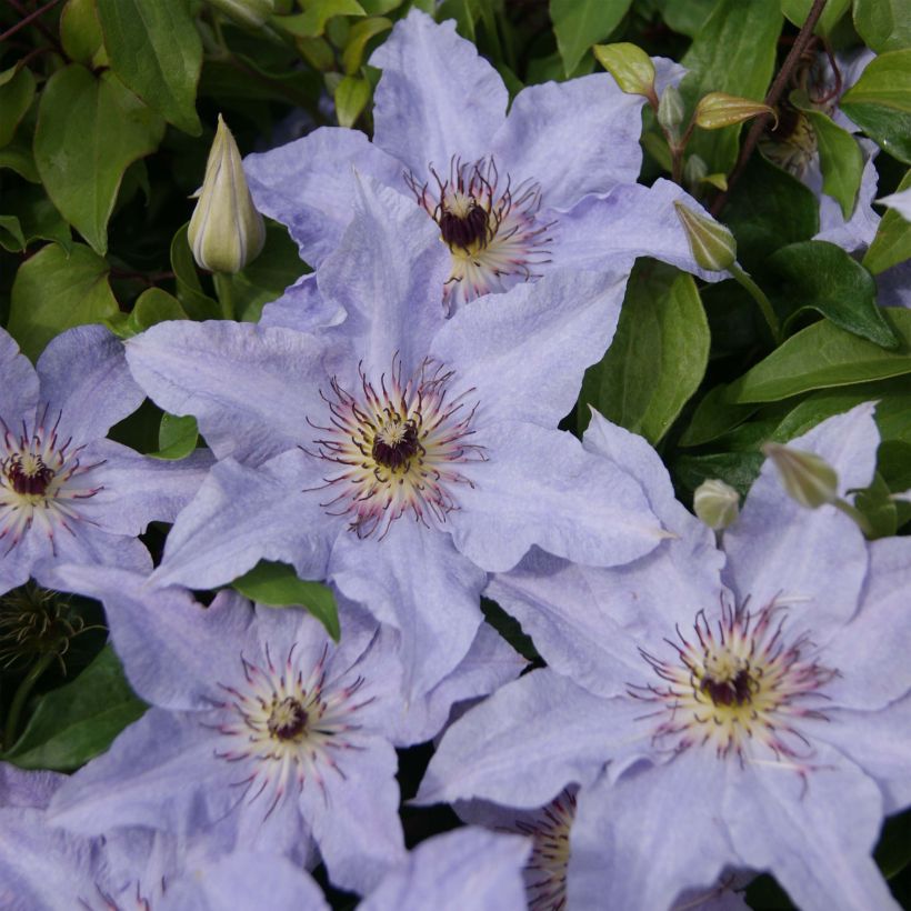 Clematis patens Myosotis - Bosrank (Bloei)