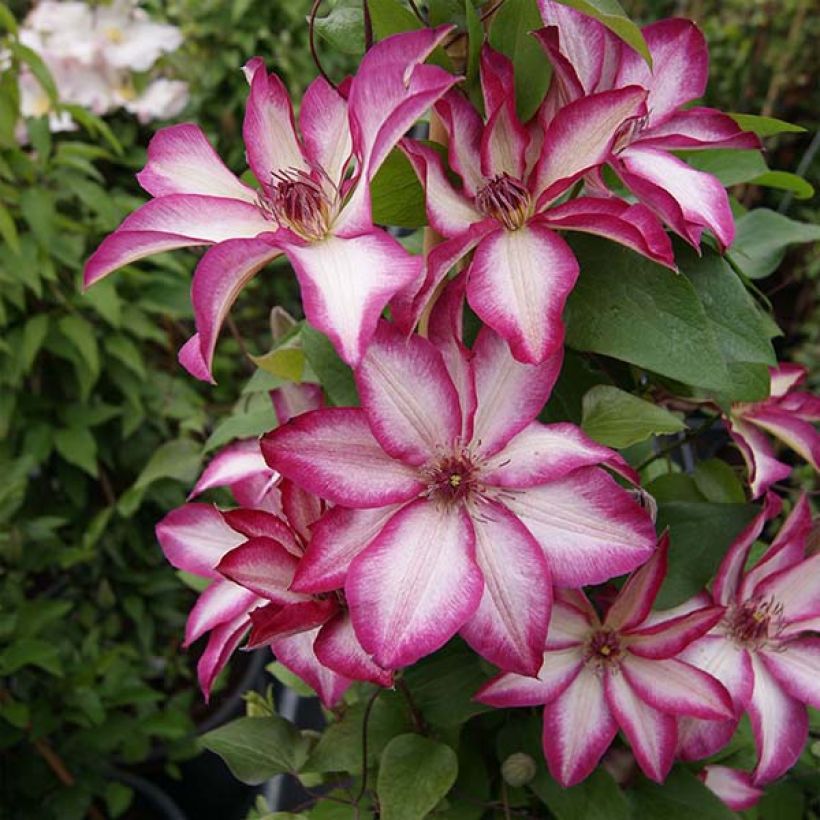 Clematis patens Picotee- Bosrank (Groeiplaats)