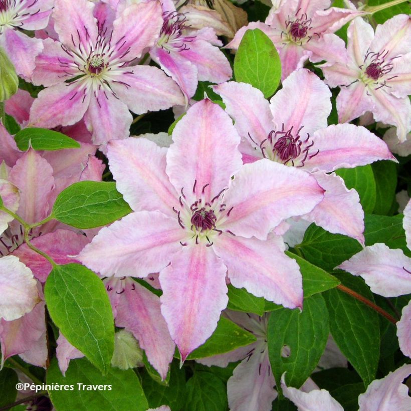 Clematis Pink Fantasy - Grootbloemige clematis (Bloei)