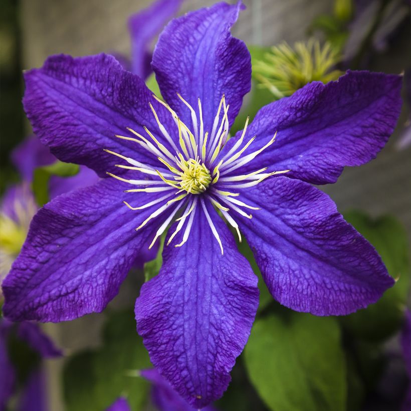 Clematis patens Rhapsody- Bosrank (Bloei)