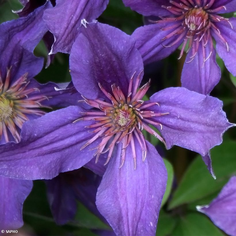 Clematis Saphyra Violetta - Struikclematis (Bloei)