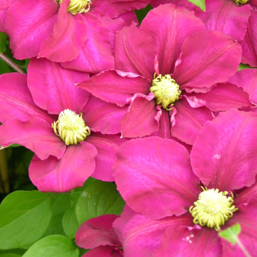 Clematis SUCCESS Magenta - Grootbloemige clematis (Flowering)
