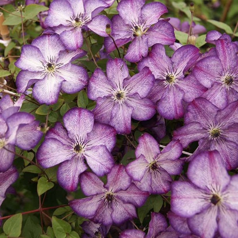Clematis viticella Super Nova - Italiaanse clematis (Bloei)