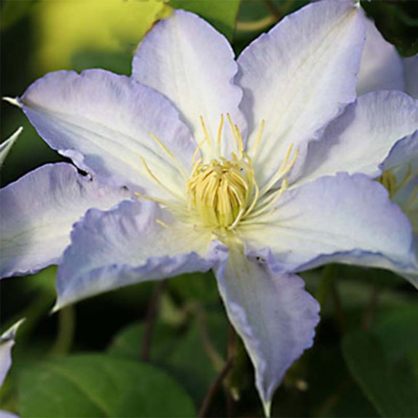 Clematis Thyrislund - Grootbloemige clematis (Bloei)