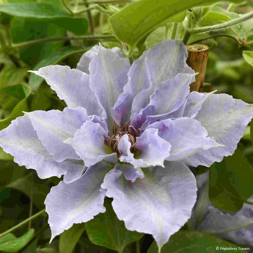 Clematis Tranquilite - Grootbloemige clematis (Bloei)