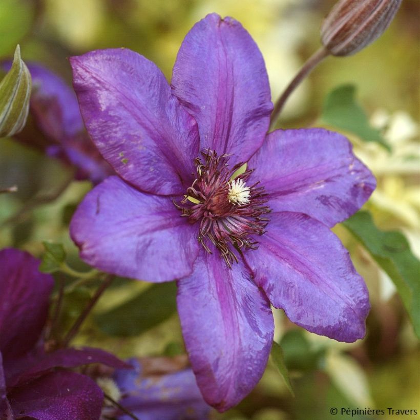 Clematis Versailles - Grootbloemige clematis (Bloei)