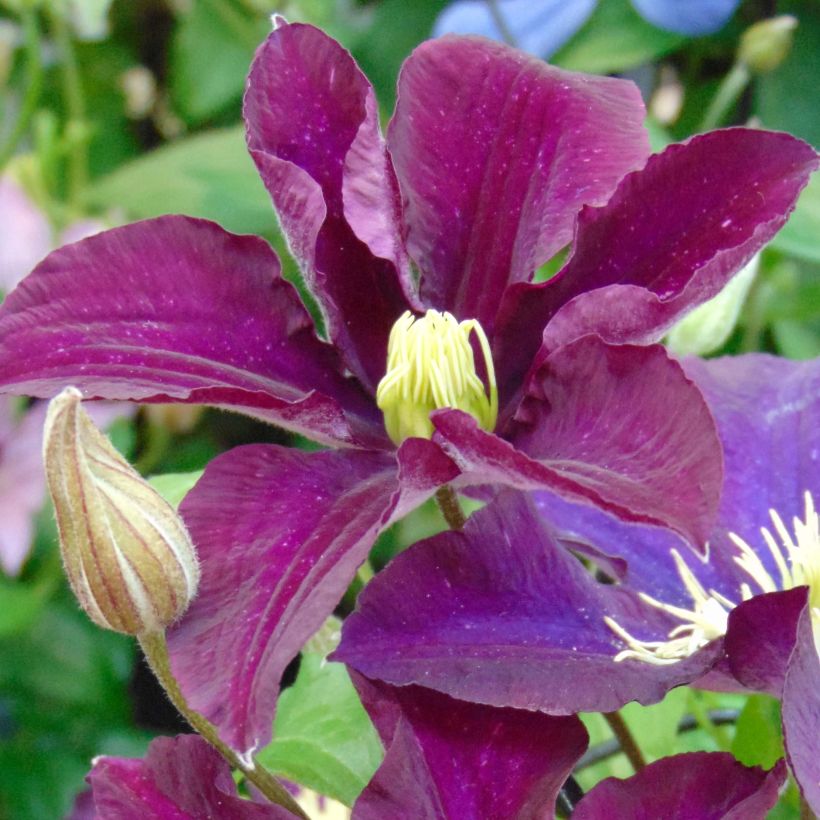 Clematis Warszawska Nike - Bosrank (Bloei)