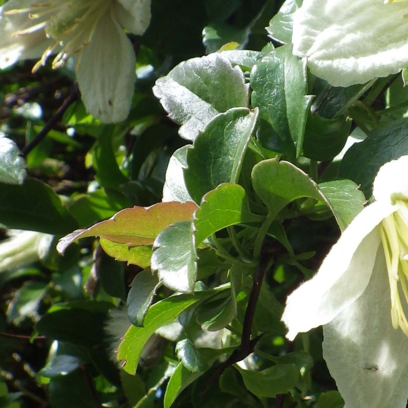 Clematis cirrhosa Wisley Cream - Groenblijvende bosrank (Blad)