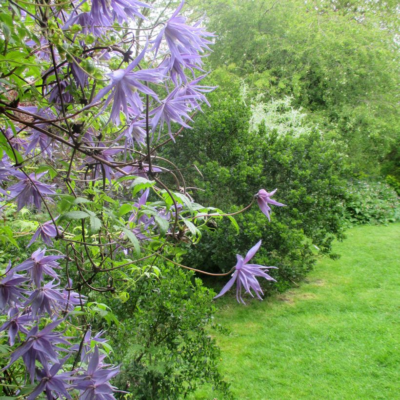 Clematis macropetala - Kleinbloemige clematis (Groeiplaats)