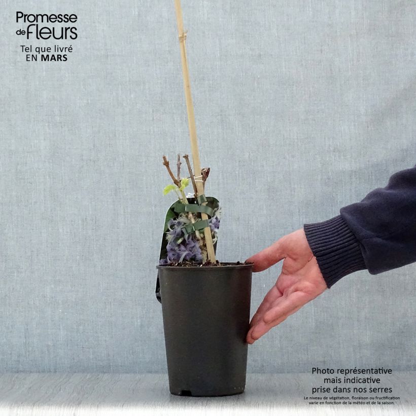 Exemplaar van Clematis heracleifolia Côte d'Azur Pot van 2 l/3 l zoals geleverd in de lente