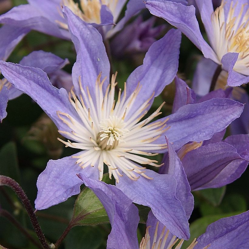 Clematis integrifolia Blue River - Struikclematis (Bloei)