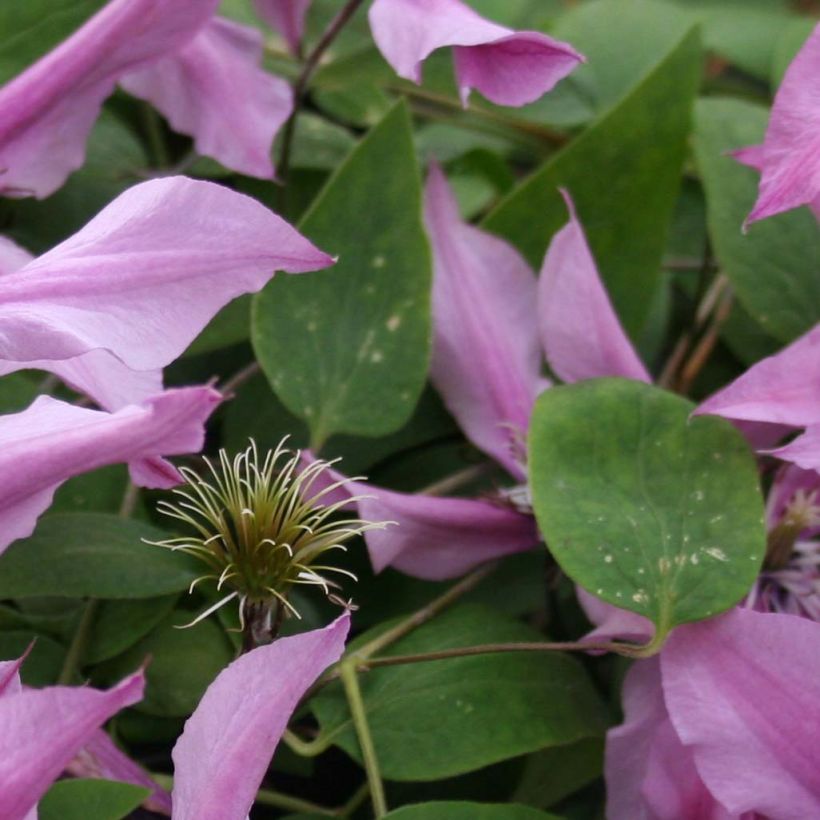 Clematis integrifolia Saphyra Duo - Roze (Blad)