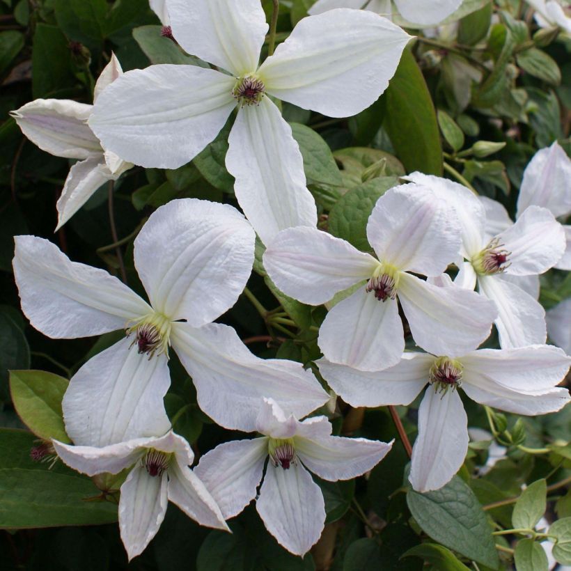 Clematis jackmanii Forever Friends Zofofri - Bosrank (Bloei)